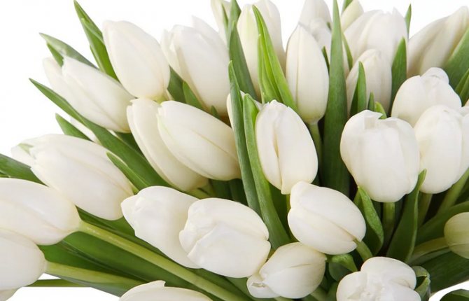 Белый цвет цветов, тюльпанов