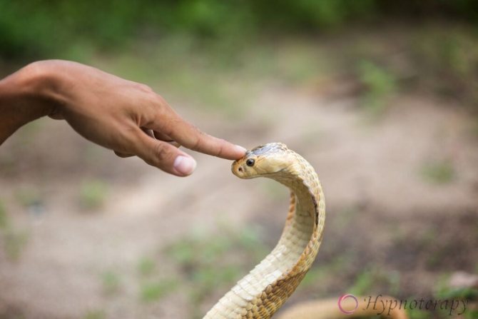 Человек делает гипноз на кобру, дотрагиваясь до головы змеи.