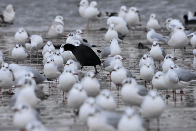 Черная птица среди белых