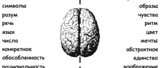 функции правого и левого полушария мозга