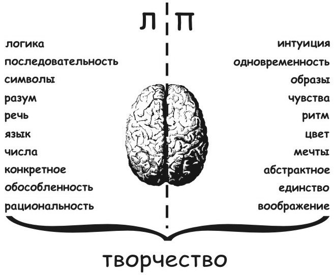 функции правого и левого полушария мозга