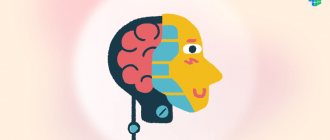 Как устроен мозг человека и каковы его функции?