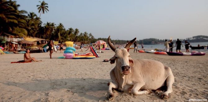 корова лежит на пляже в гоа