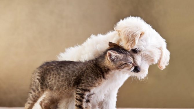 Кошка и собака проявляют нежность