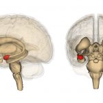 Миндалины в мозге человека
