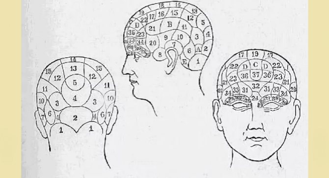 Особенности формы головы