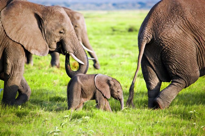 Слоны заботятся о слонятах всем племенем Например во время опасной ситуации взрослые особи окружают молодняк чтобы ему не причинили вред