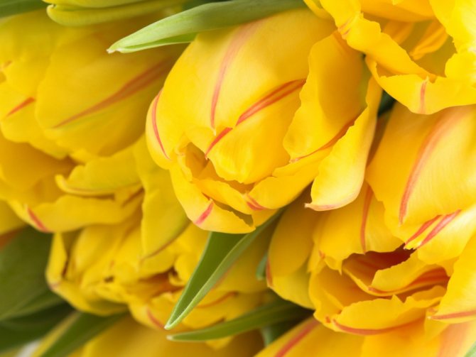 Желтые тюльпаны - приятные для глаза