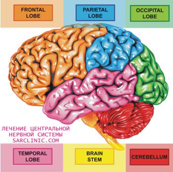 зоны коры головного мозга, функции, кора больших полушарий головного мозга человека: строение, деятельность, анализаторы